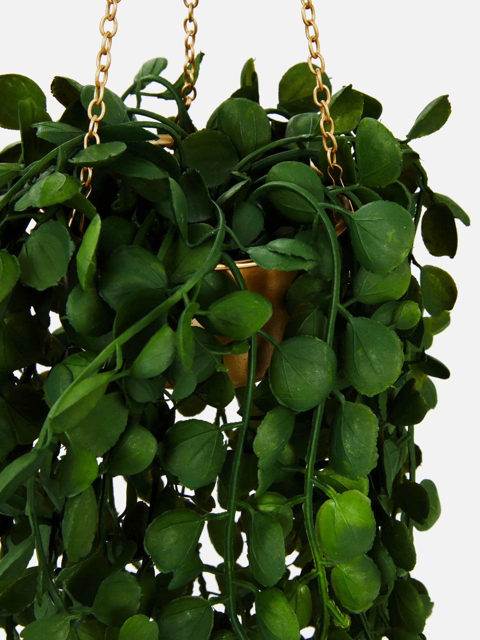 Hangende Imitatievetplant In Pot