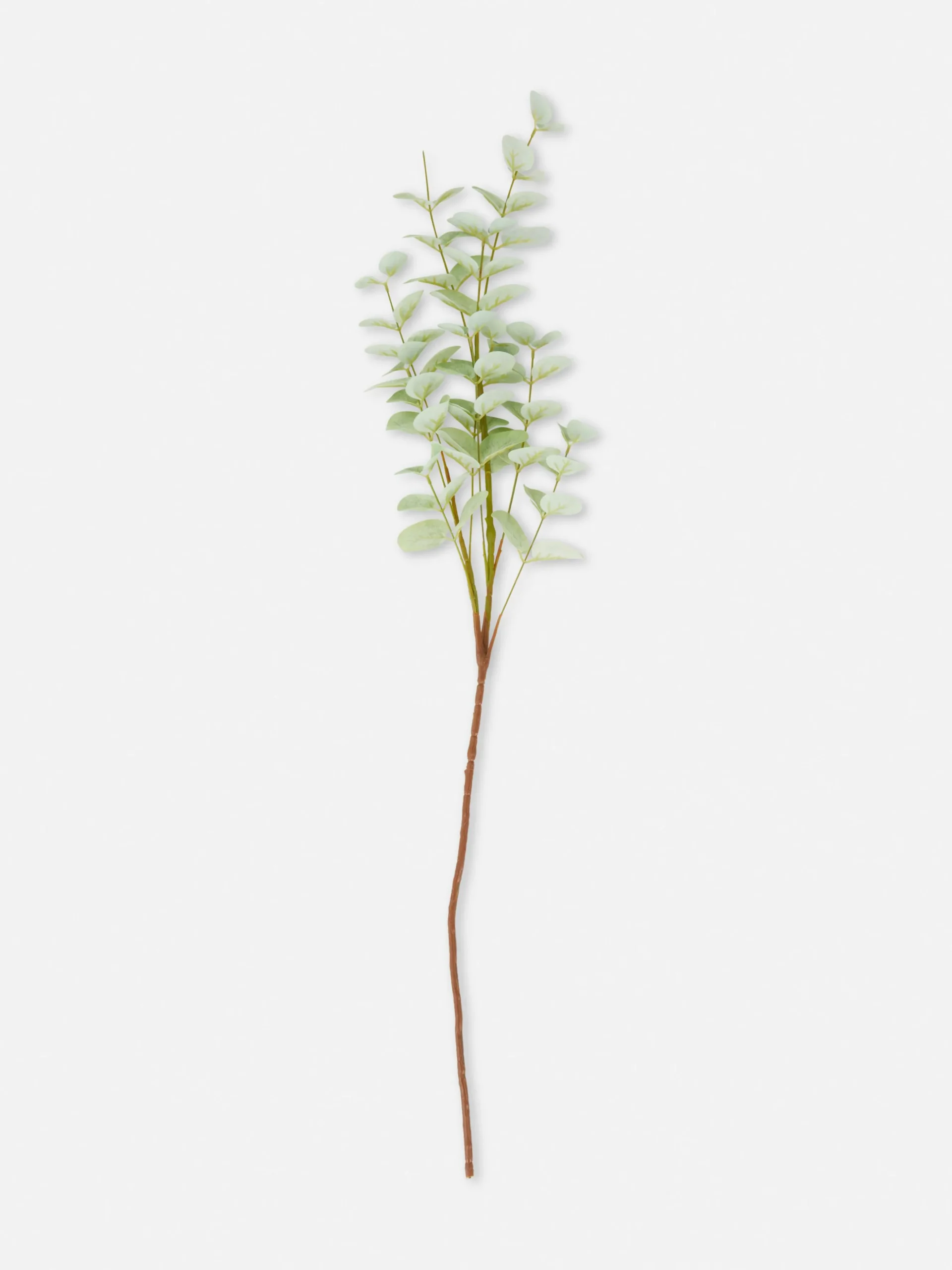 Imitatie-eucalyptustak Met Enkele Steel