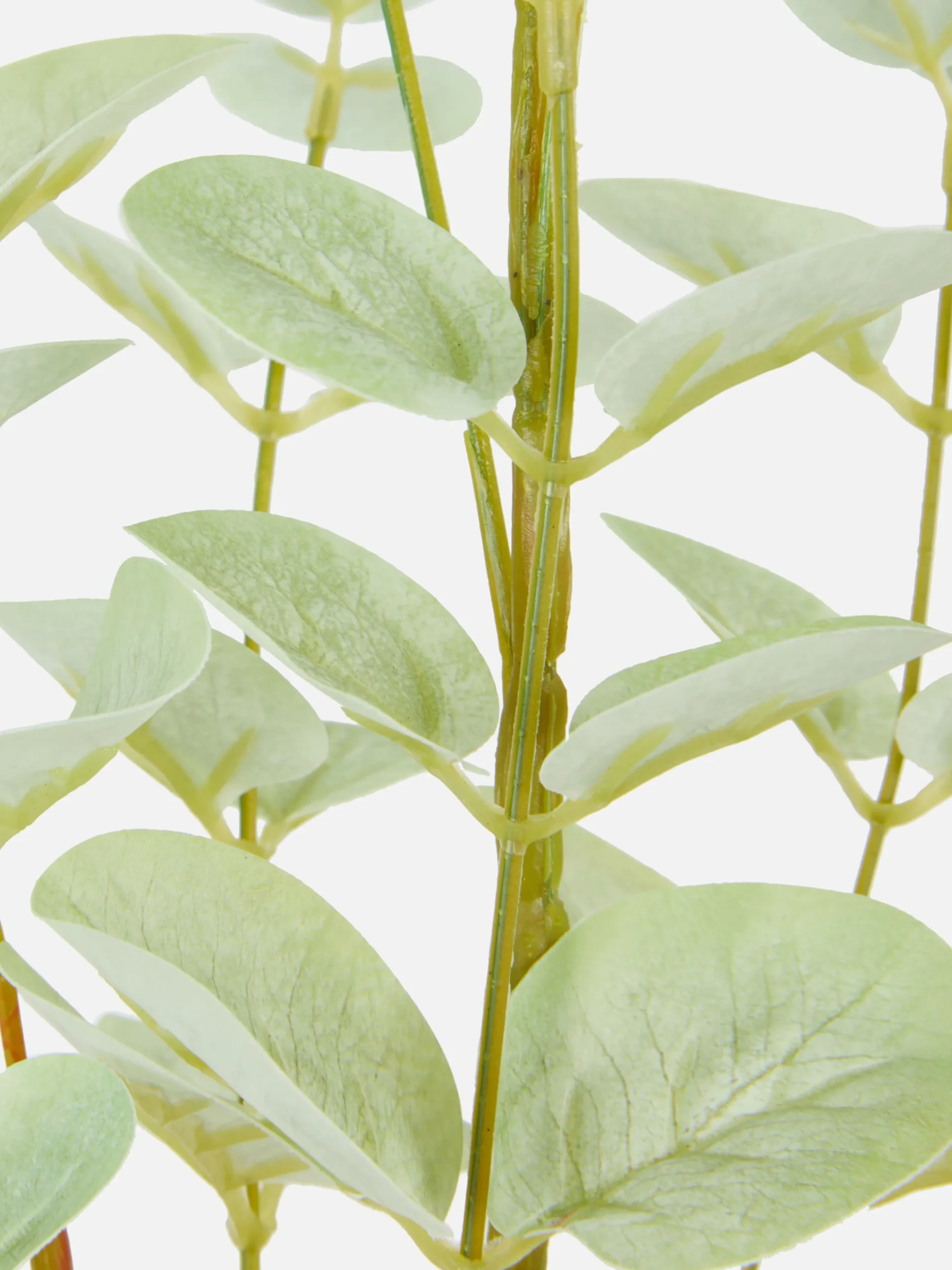 Imitatie-eucalyptustak Met Enkele Steel