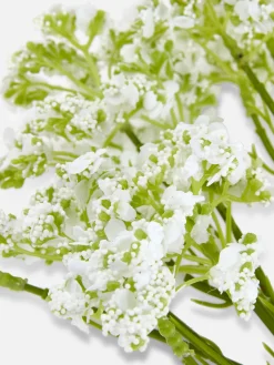 Imitatiegipskruid, één Tak