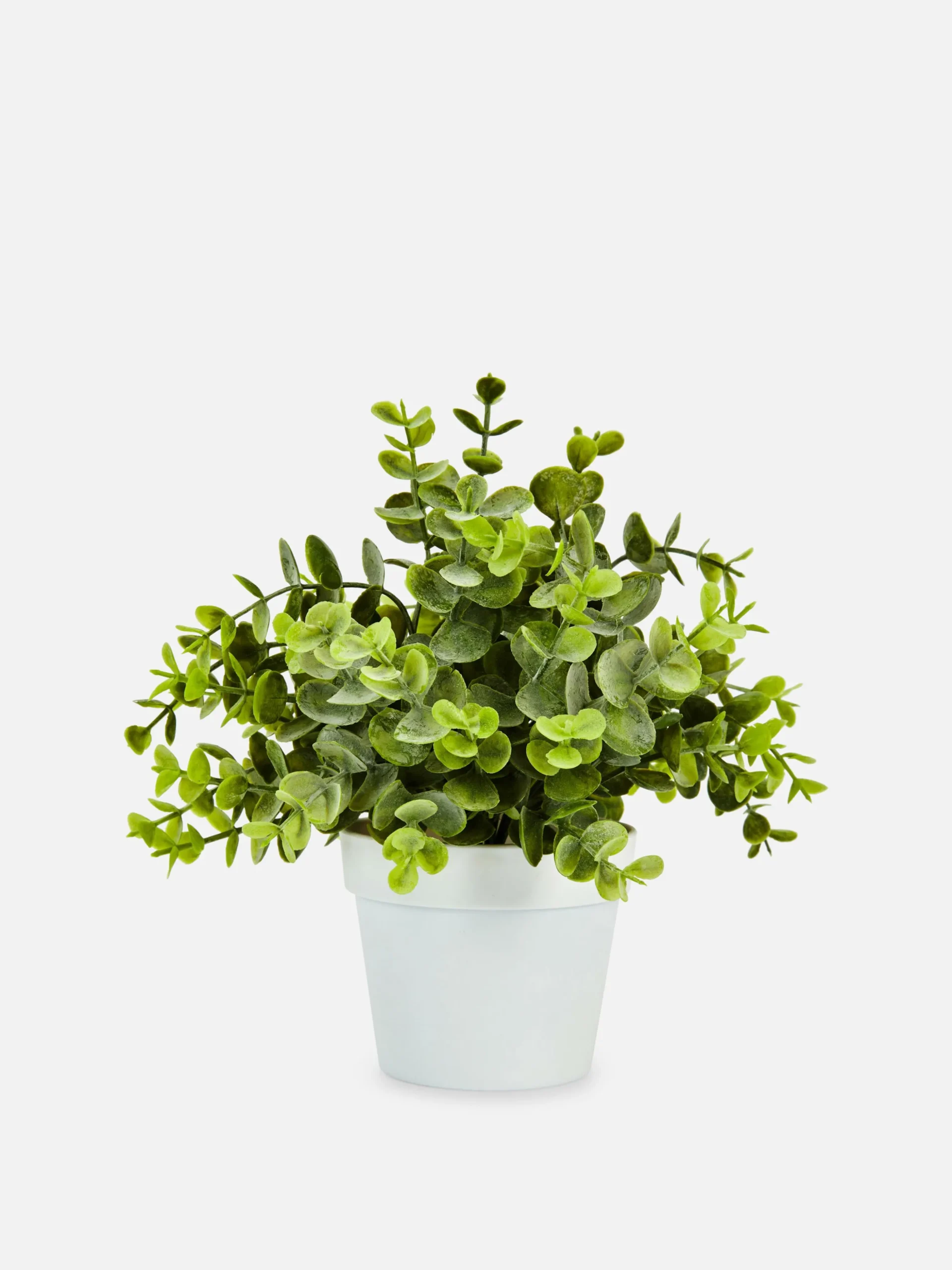 Kleine Imitatie Eucalyptusplant
